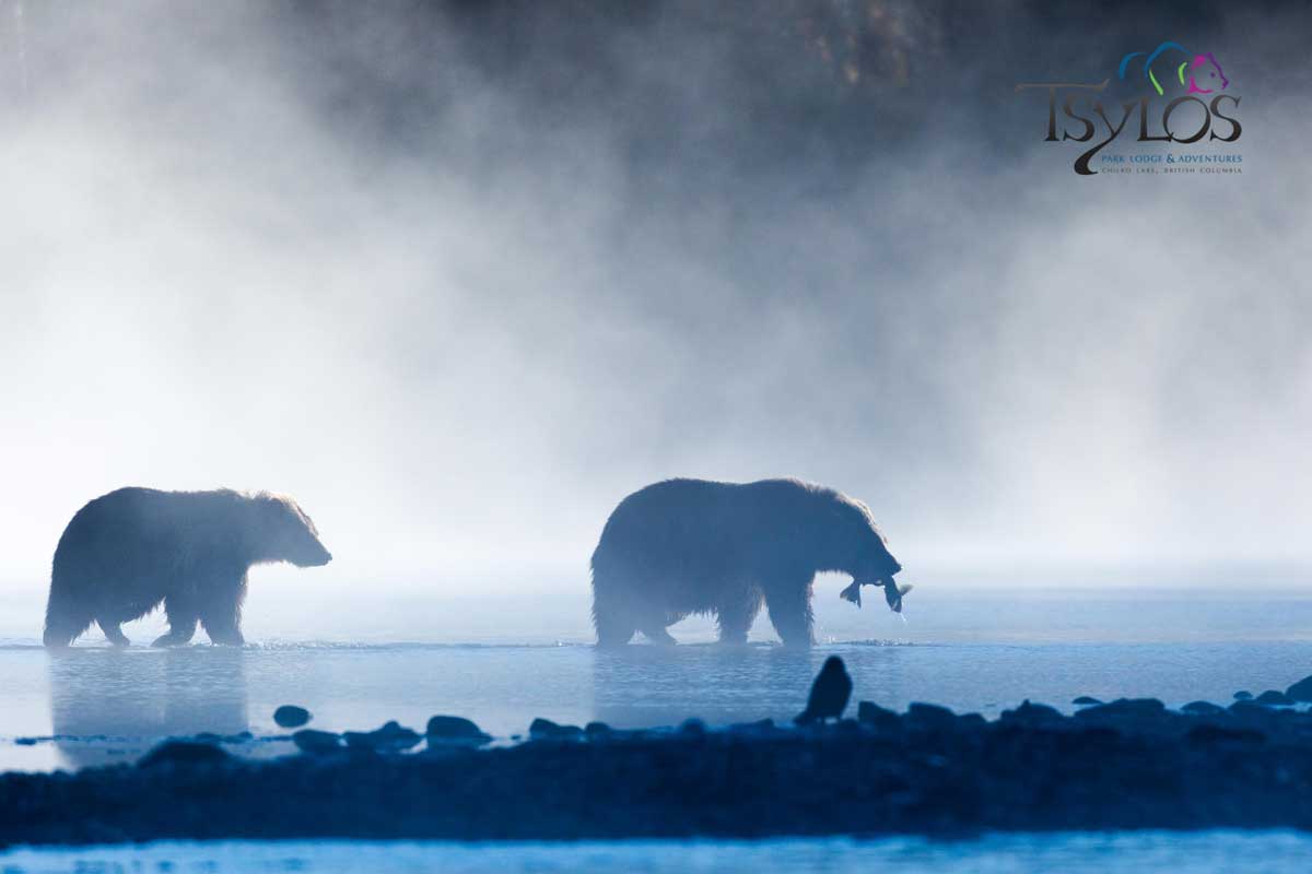 bears-fishing-in-bc-Josh-Reimer-Tsylos-Park-Lodge-5